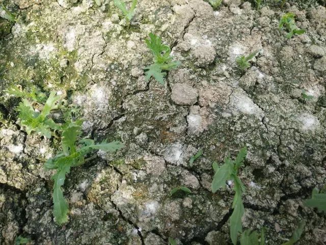 為什么我們常年種植同種作物產(chǎn)量會下降？