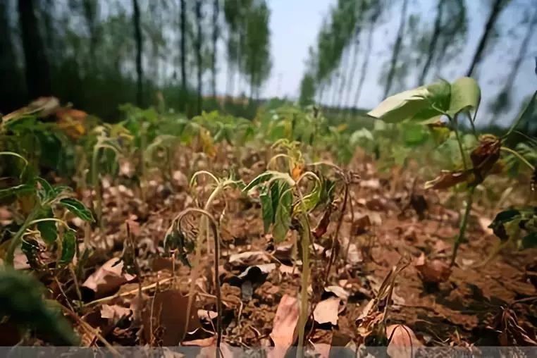 市面有機肥種類混雜，如何選擇適合自己的肥料？