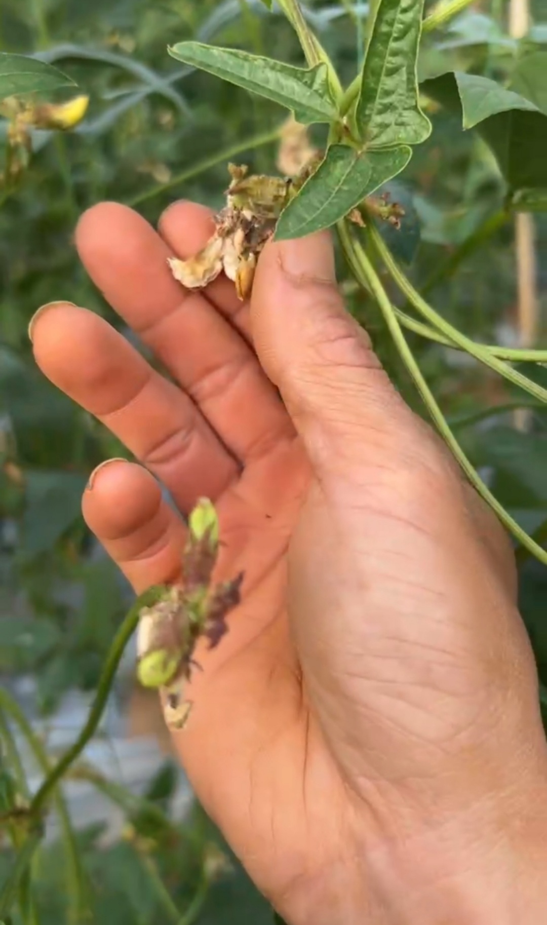 豆角敗花落花嚴(yán)重，什么原因？