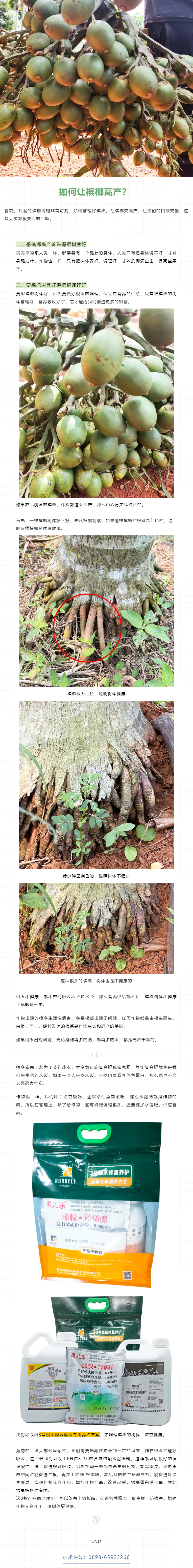 如何管理好檳榔，提高坐果率？.png