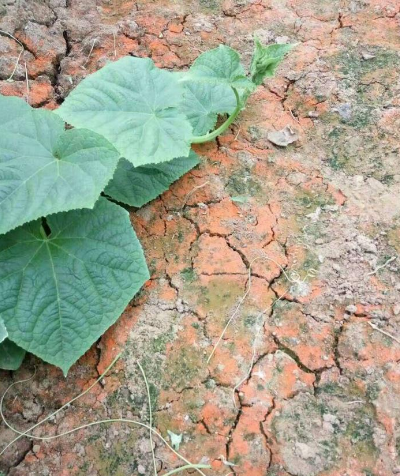 地里長青苔、紅苔咋整？農(nóng)技員教你根治！