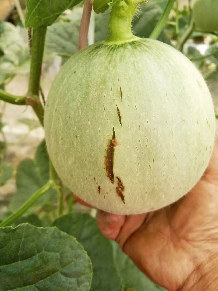 警惕！作物裂瓜裂果、臍腐病頻發(fā)，竟是缺了這些元素！