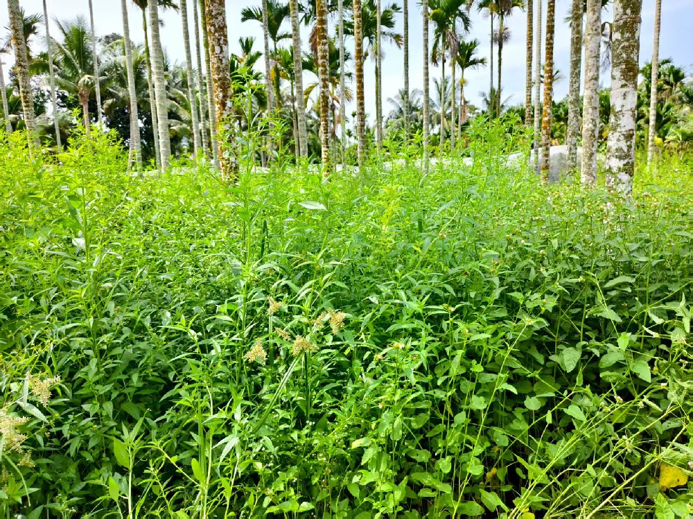 除草劑選不對(duì)？白花錢還傷作物！一文教你精準(zhǔn)選用，對(duì)癥除草